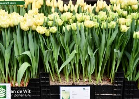 Tulipa Avant Garde ® (1)